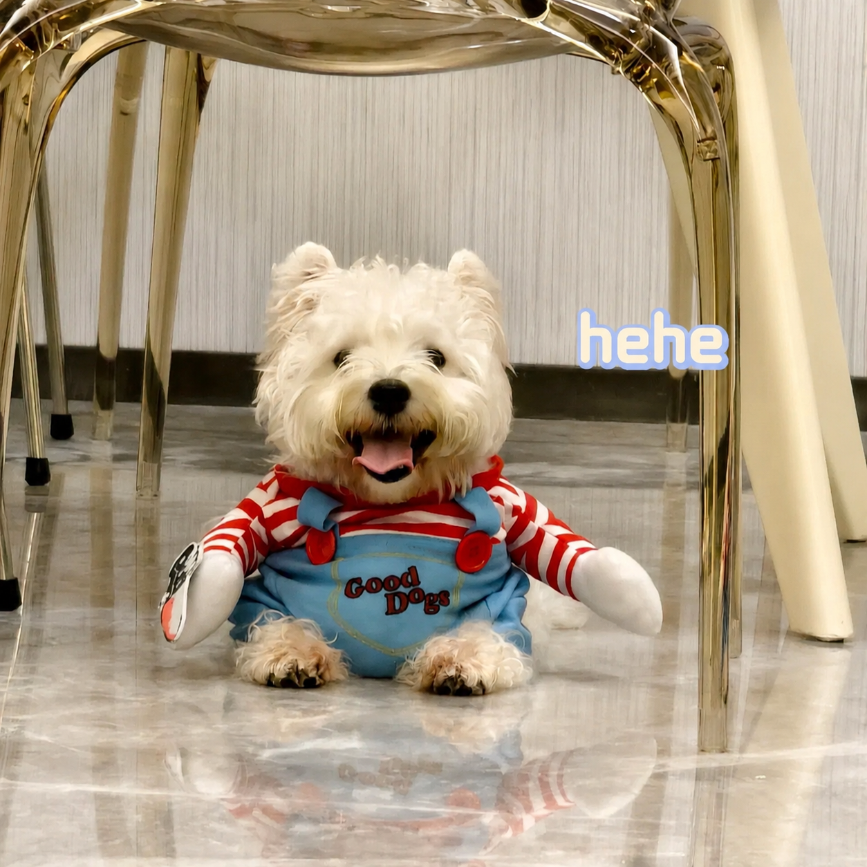Funny Two-legged Dog Costume